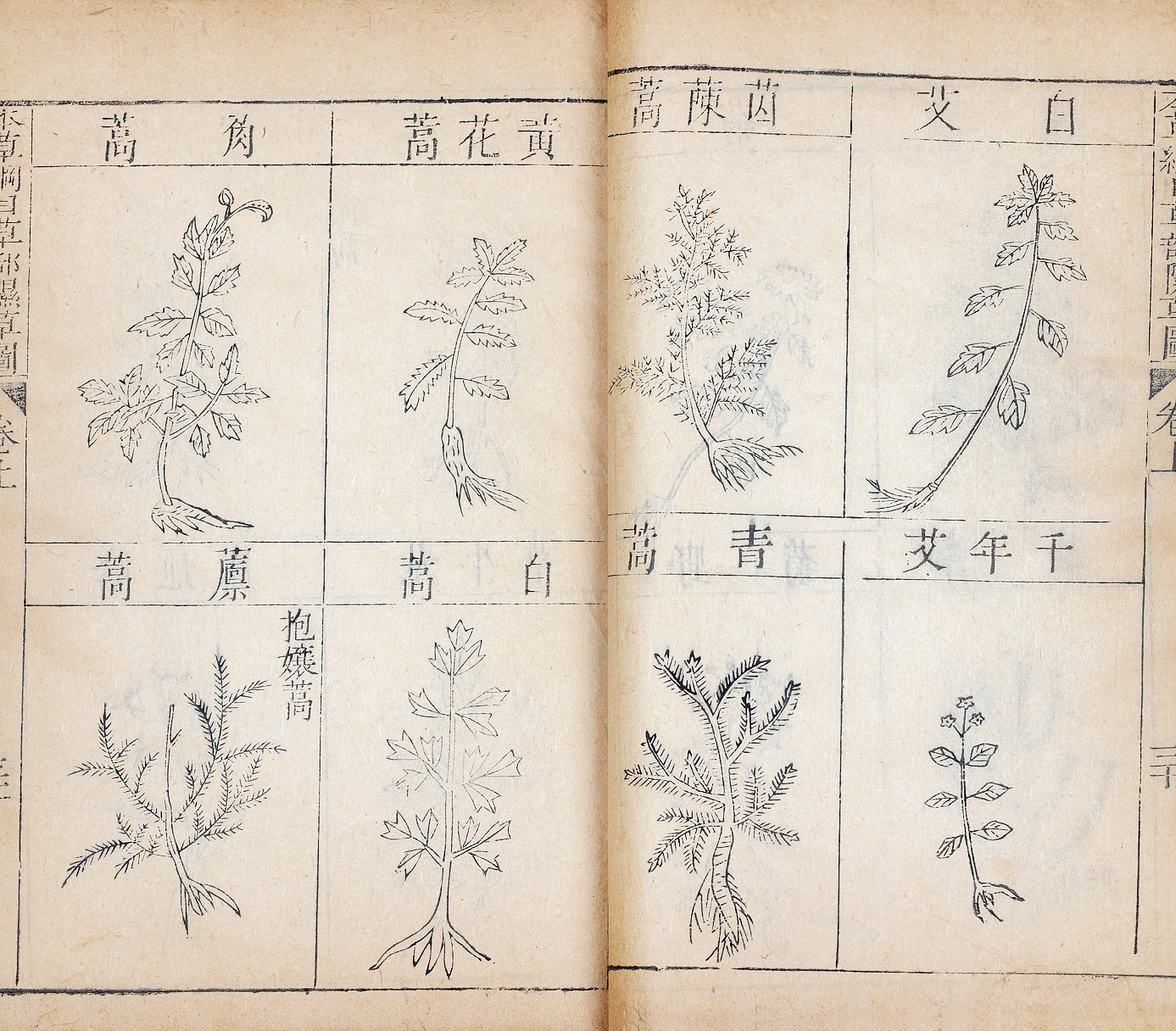 本草纲目图 (上中下三卷)  