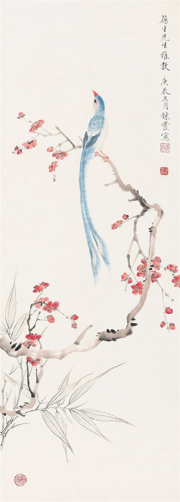 绶带红梅