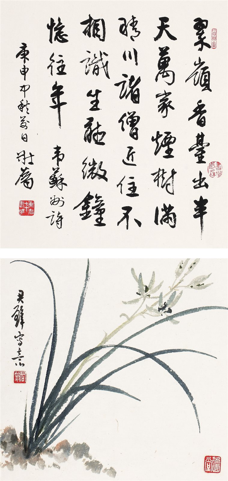 兰草