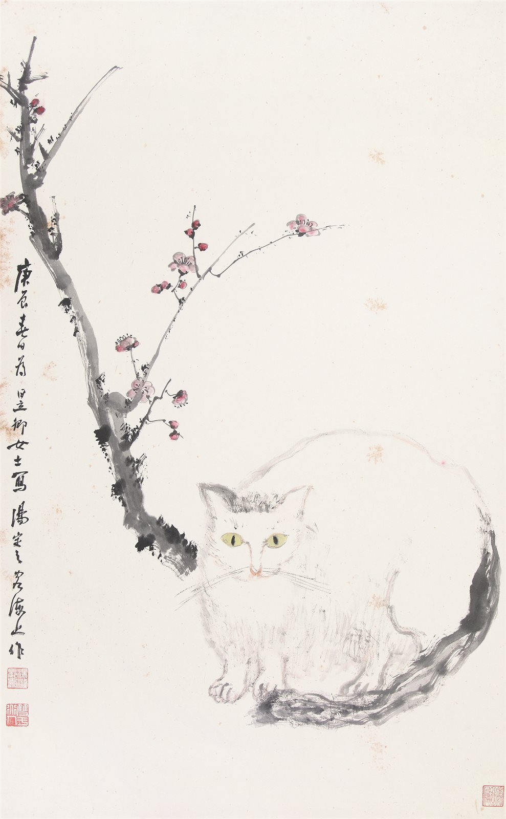 红梅懒猫
