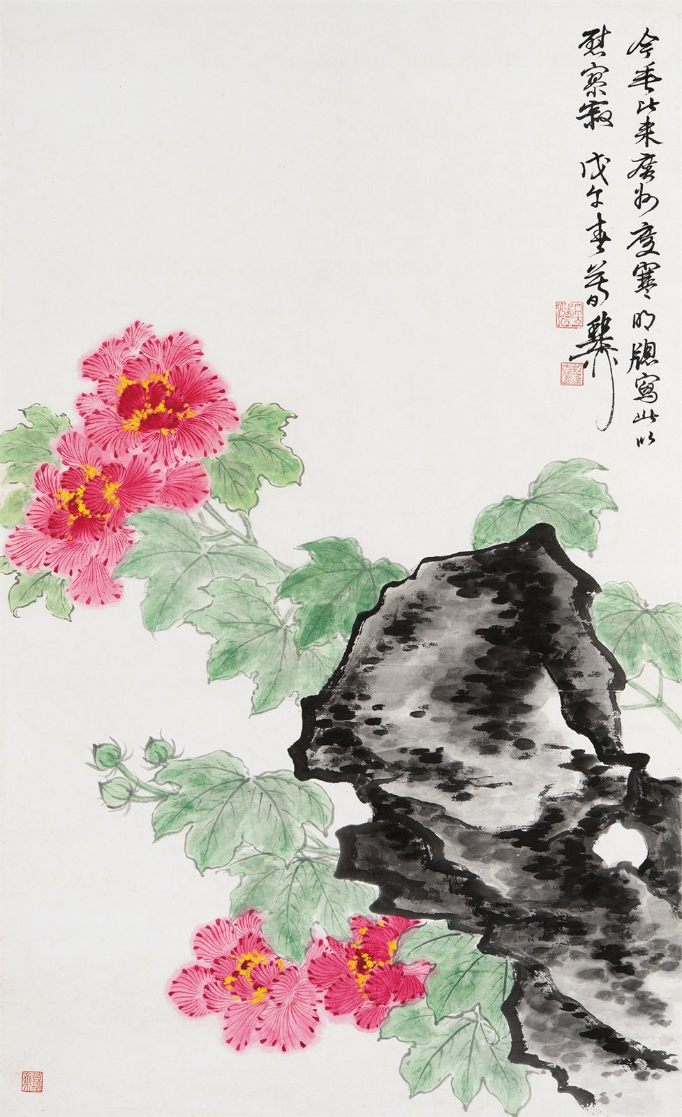 芙蓉花开