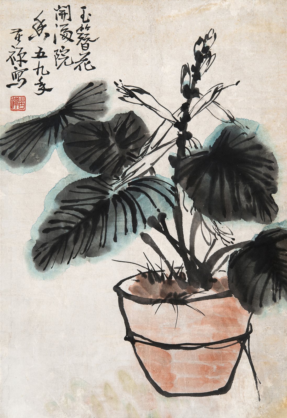 玉簪花