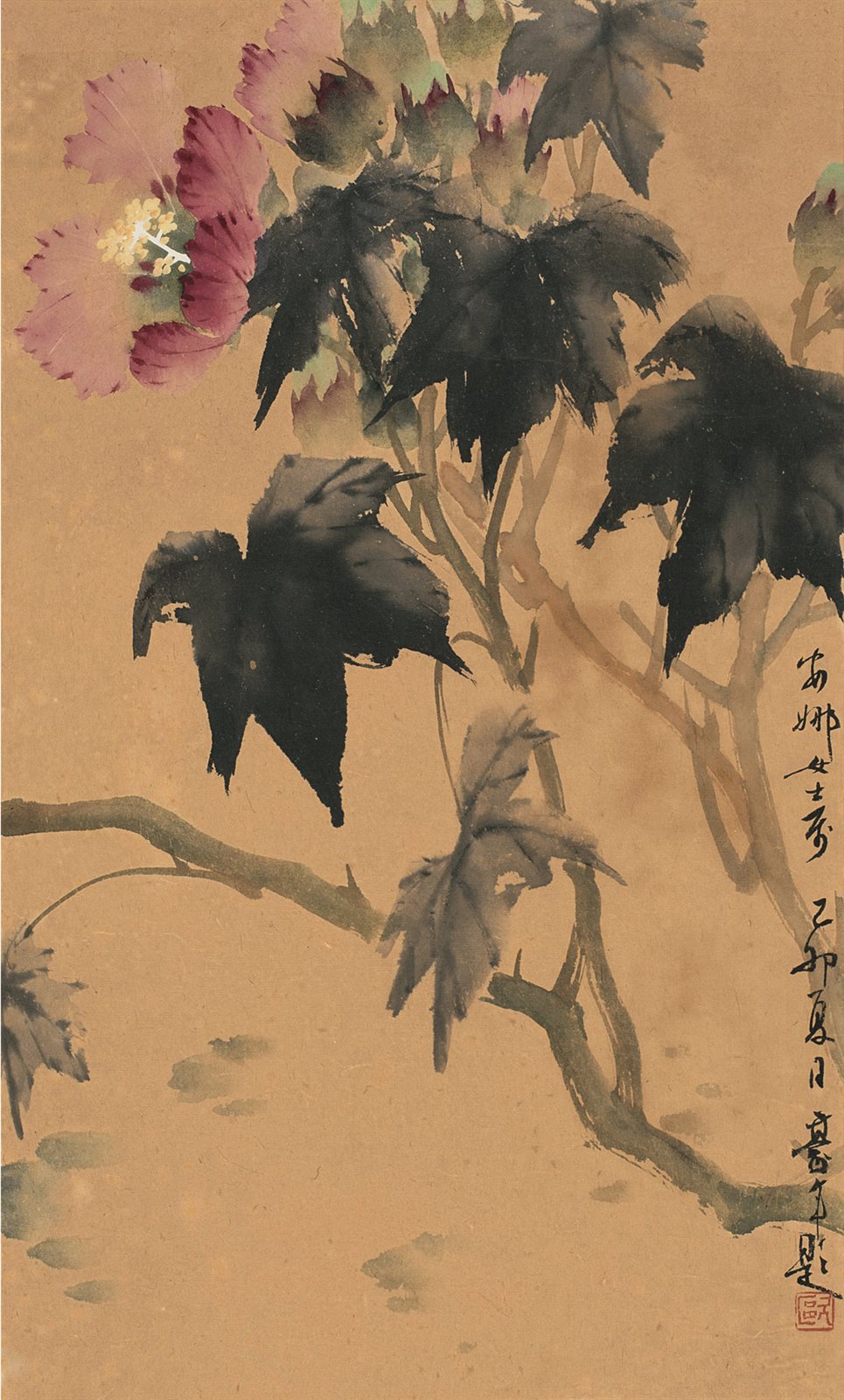 芙蓉花