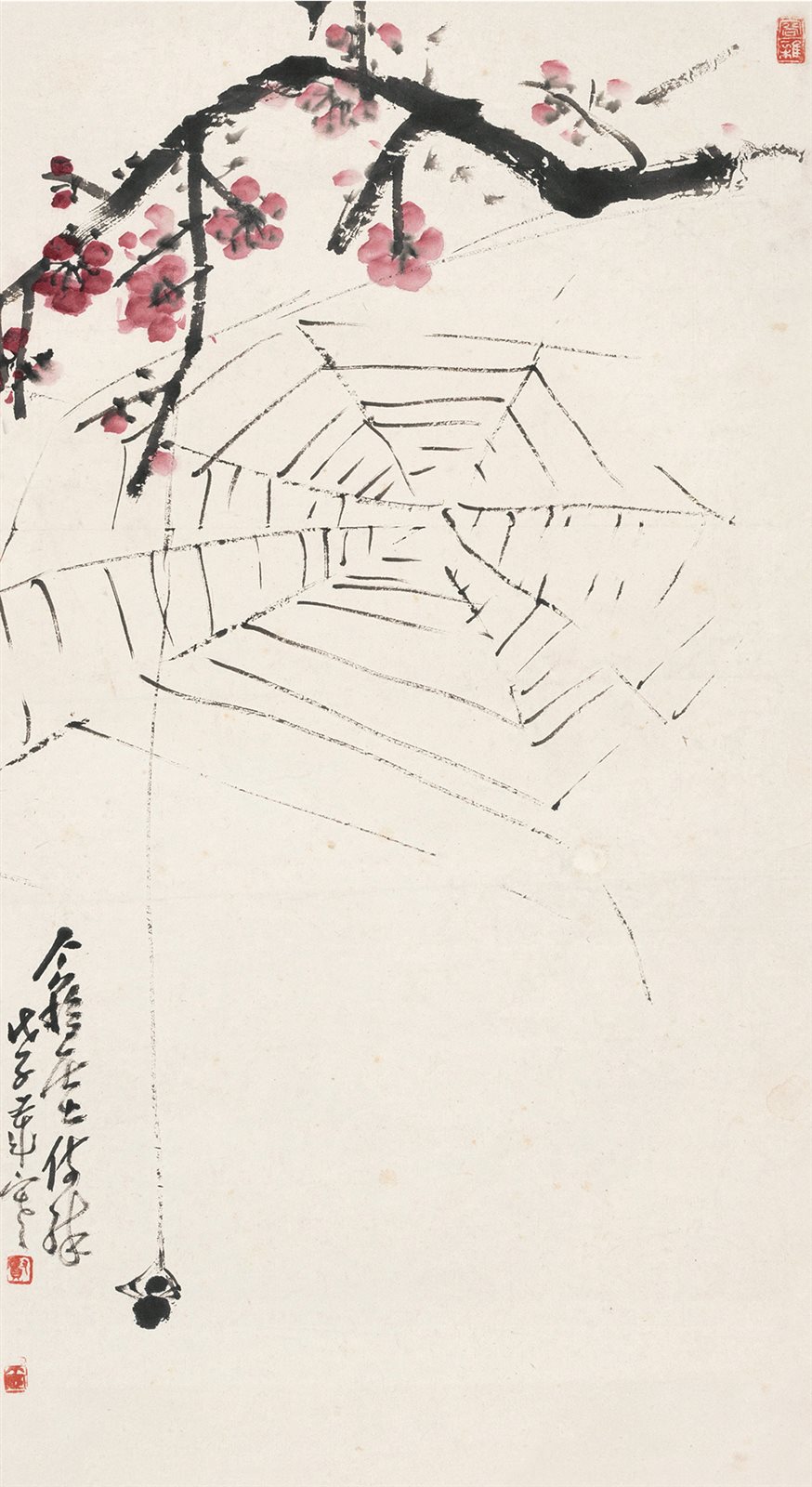 红梅蜘蛛