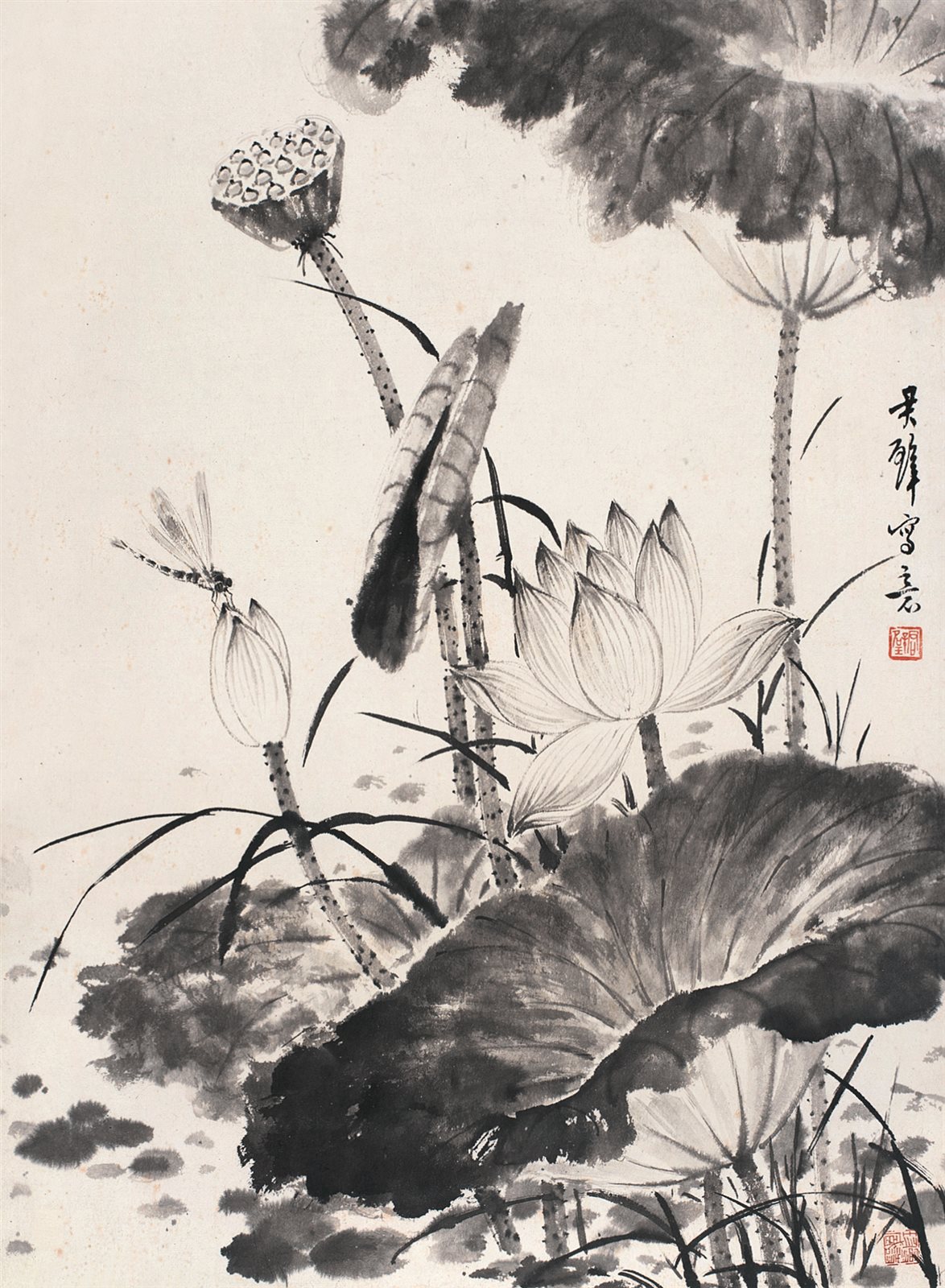荷花蜻蜓
