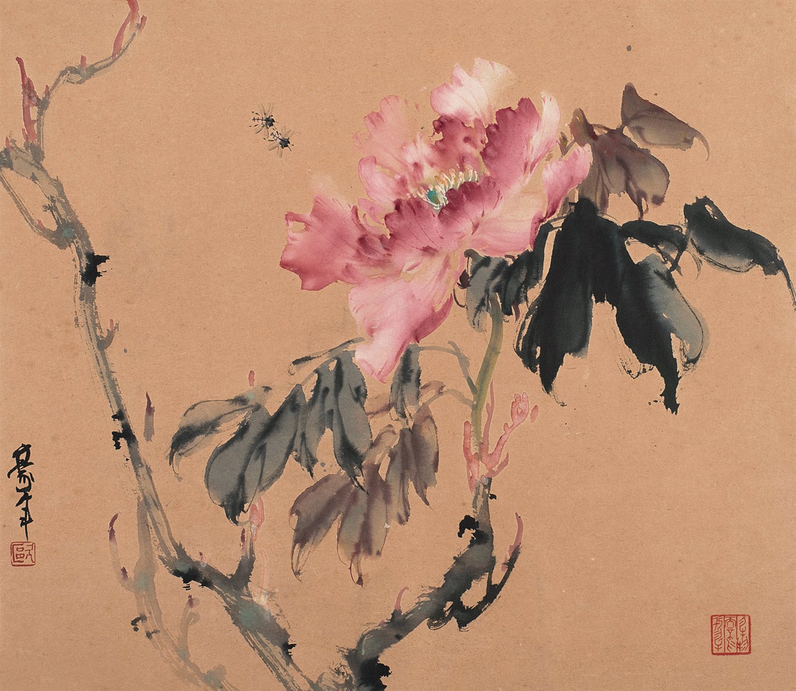 蜜蜂牡丹
