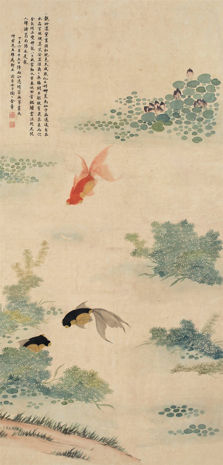 金鱼