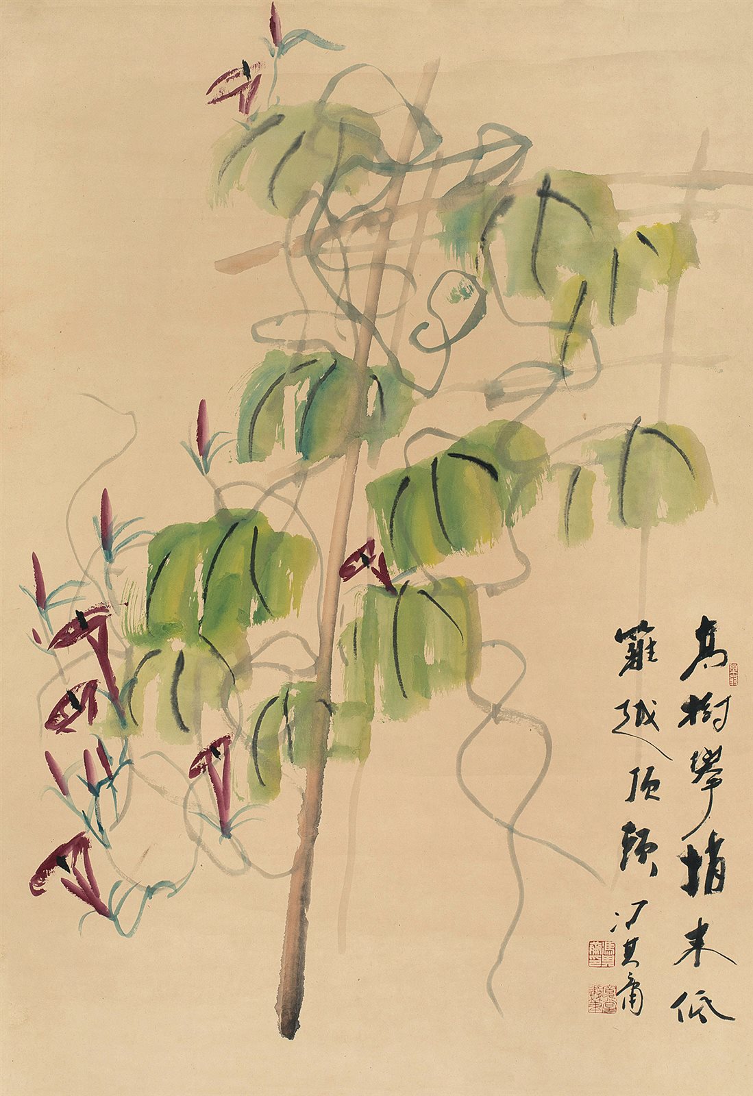 牵牛花