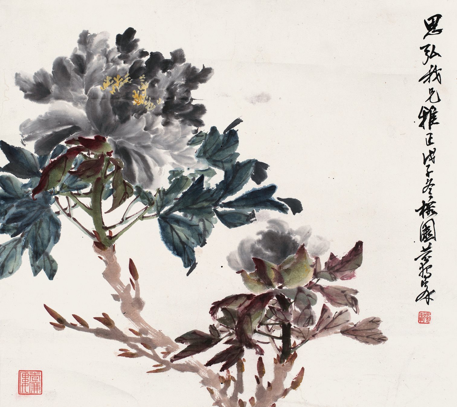 牡丹