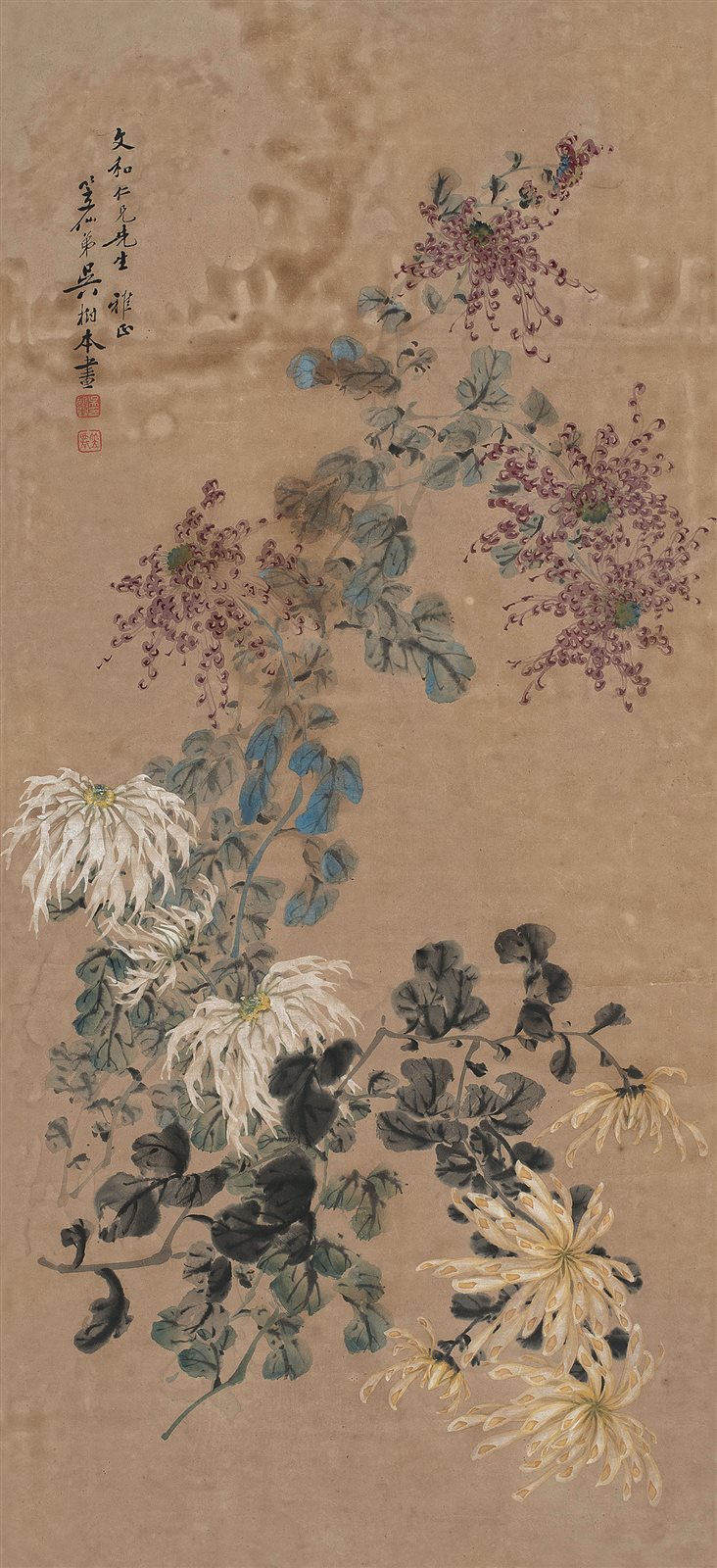 菊图