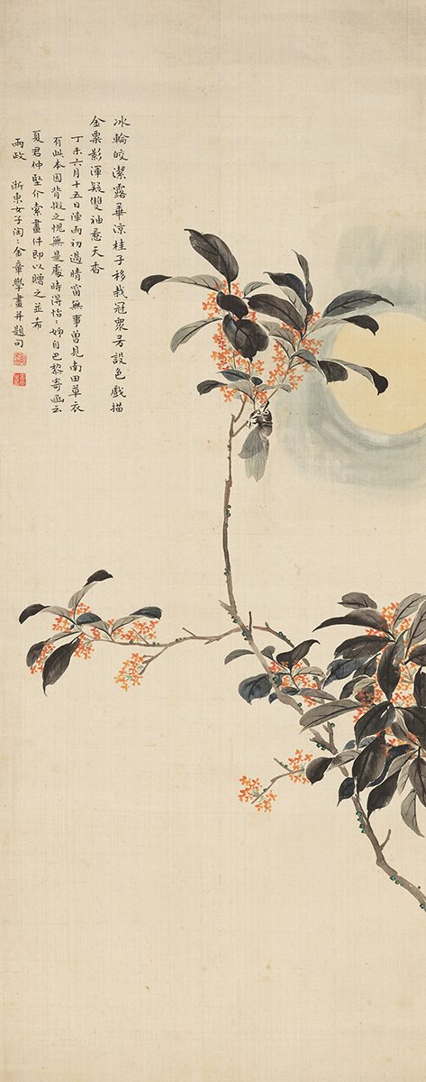 月桂鸣蝉